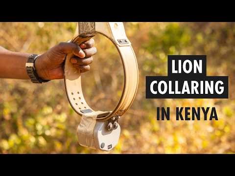 Amani the lion gets a tracking collar