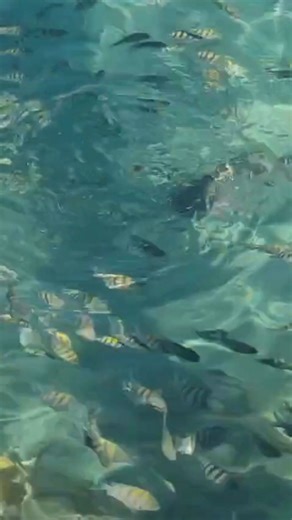 1.5K views · 23 reactions | Jamaica Inn on Reels | Facebook