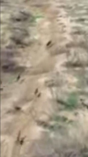 Wild Hog Outruns the Dogs... But Not the Hunter!