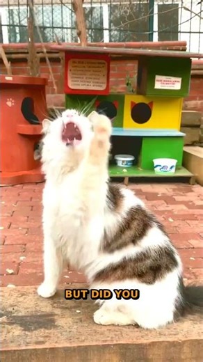 Cats Vs Dogs | Mind-Blowing Feline History Facts | Watch To Learn M...