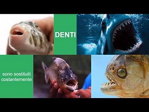 3 -L'APPARATO DIGERENTE - Anatomia comparata nei VertebratiI