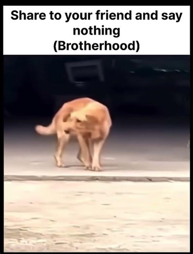 Send this to your bro😂 #memes #funny #shorts #clips #edit