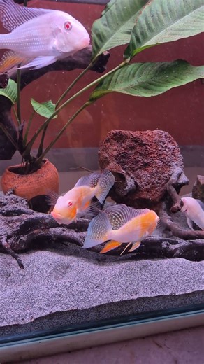 Cichlid - Albino Heckeli (Acarichthys) [İplik Yüzgeçli Cichlid]