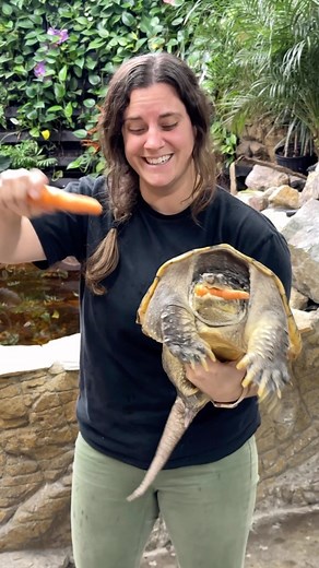 322K views · 31K reactions | Look at this beautiful snapping turtle!! 朗 You wouldn’t want your finger to get caught like that carrot though‼️ . . . #Reelsinstagram #animallovers #animaladdicts #beautiful #zoo #animalsofinstagram #beauty #stunning #omg #wow #amazing #fun #carrot #instagram #instadaily #livinglife | The Reptile Zoo | Facebook