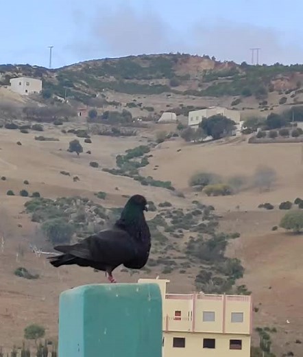 Pigeon Behavior: A Close Look at Urban Wildlife