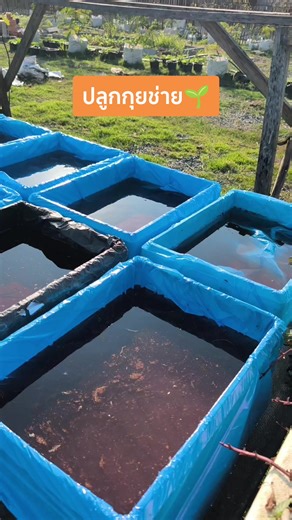 ปลูกกุยช่ายไฮโดร #กุยช่าย #ปันสุขฟาร์ม #คนสวนขายประกัน