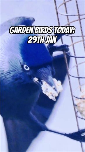 Garden Birds Today: 29th Jan #shorts