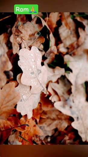 Leafs Fallen From Trees In Spring, On Ground Catching Up Dew In the Morning.