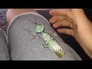 Alien ! Idolomantis diabolica