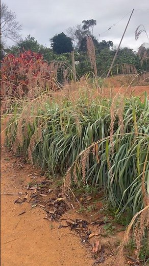 Citronella plantation! Mosquito repellent.