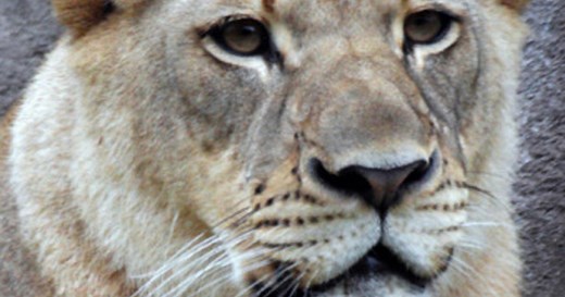 Violent lion attack witnessed by zoo visitors