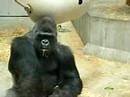 GORILLA EATS HIS OWN POO