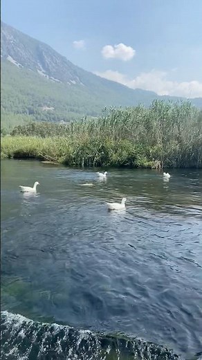 Azmak River Boat Tour — Turkey's Hidden Natural Aquarium | Akyaka Marmaris #nature #holiday #Turkey