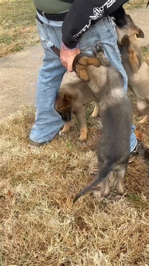 Pets on Instagram: "Belgian Malinois puppy 😂😂 - #dogs #funnydogs #funnyvideos #funny #hilariousanimals #hilarious #hilariousvideos #reels #fyp #explore"