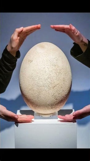 The Strangest Animal Eggs You’ve Never Seen Before