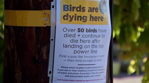 Richmond residents raise concerns after dead birds appearing in neighborhood