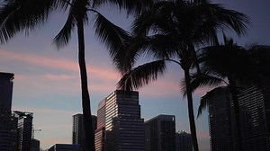 Sunset behind miami palm trees Premium Stock Video Footage