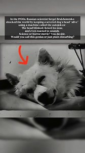 In the 1930s, Russian scientist Sergei Brukhonenko shocked the world by keeping a severed dog’s head “alive” using a machine called the autojektor. 🧠⚙️ • • • • • • • #ancientheoriesnerd #AncientDiscoveries #HISTORYNEWS #facts #interesting #AncientMystery #historynerd #mindblown #Mindblowing #mindblowingfacts #factsyoudidntknow #DidYouKnow #theory #theories #LostCivilizations #losttechnology #WeirdScience #HistoryOfMedicine #SovietScience #DisturbingFacts #Autojektor #RealOrHorror #ScienceOrMadn