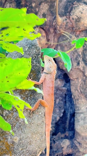 Ohh We saw an amazing Red Lizard,