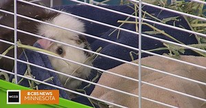 How to care for guinea pigs