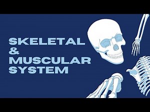 Chapter 4: Skeletal & Muscular System || Class 5 || Science || NCERT