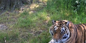 Wild cat sanctuary planned to help revitalize town