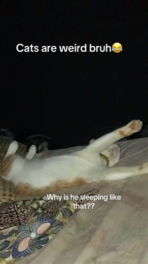Do y’all’s pet sleep weirdly?#toryjojo #orangecat #sleepingposition #weirdcat #goviral #petlover