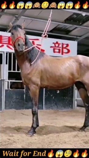 Horse Cross Meeting | Horse Breeding First Time Successfully Breeds #Horse #Breeds #shorts #viral