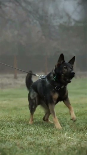 German shepherd Vs Pitbull real fight