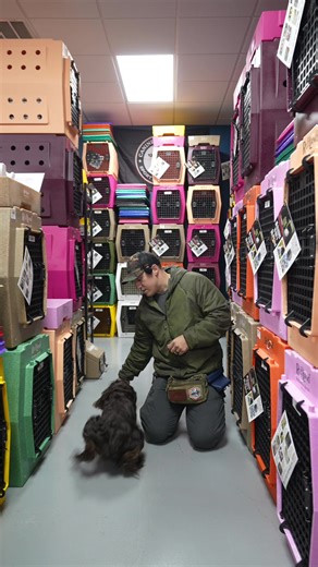 Busting the “Can’t teach an old dog new tricks” with Trick 1 Day 1 CRAWL #dogobedience #adventuredog #balancedtraining #dogtraining #recalltraining