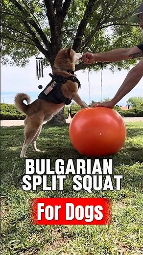 The Bulgarian Split Squat for Dogs 🐕💪