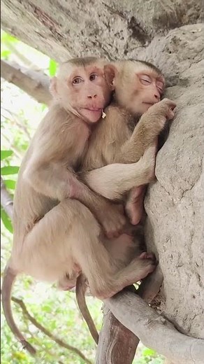 Monkey Breeding Behavior in the Wild#MonkeyBreeding #MonkeyMating #Wildlife #AnimalBreeding #Monkey