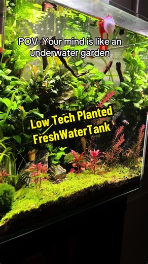 Beginner's Guide to Low-Tech Freshwater Aquariums