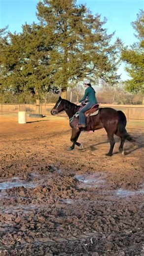 A little bit of our slow work from today #barrelhorse #barrelracer #equestrian #cowhorse #hancock
