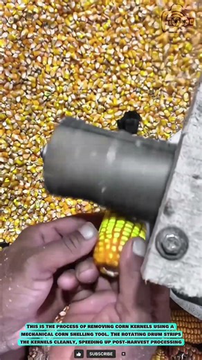 Handheld Corn Sheller Tool for Fast Kernel Separation #innovationtools
