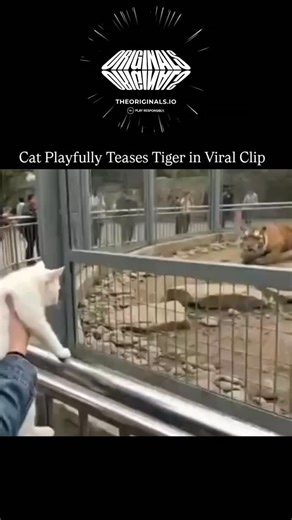 INFYKO on Instagram: "This viral video depicts a domestic cat playfully interacting with a tiger in an enclosure, presented as a surprising real-life encounter, but it is AI-generated, as confirmed by multiple users and Grok's analysis of similar fabricated clips. The post by @coolpan967 , a Japanese content curator, garnered over 1.6 million views and 2,500 likes within hours, driven by the humorous caption implying the owner staged the "dangerous" setup. Replies highlight ethical concerns like