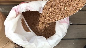 Pouring wheat into the sack bag