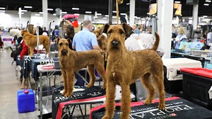 National Dog Show 2024: See the full list of winners from this year's competition