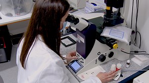 An Intravital Microscopy-Based Approach to Assess Intestinal Permeability and Epithelial Cell Shedding Performance