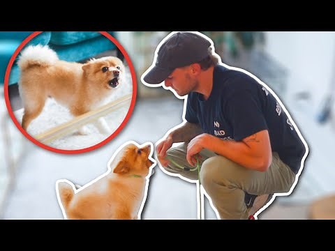 SMALL DOG BARKS & ATTACKS GUEST AT THE DOOR!