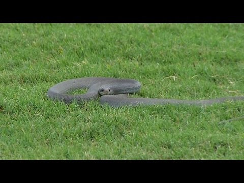 Intense standoff with a snake at Zurich Classic of New Orleans