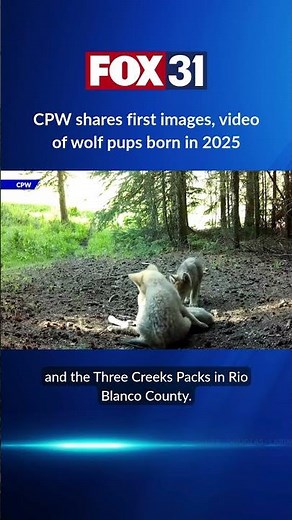 New video of Colorado wolf pups born in 2025