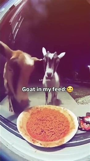 Goat In Her Feed Vs Goat In My Feed 💀 | Mkb Aag Memes | #goat #feedshorts #mkbag