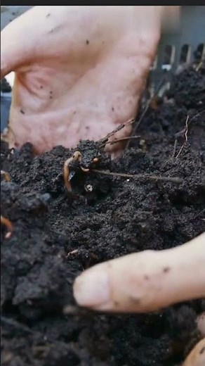 The Decomposition Process: Nature’s Way of Recycling Life ! |wild studios #Decomposition #nature