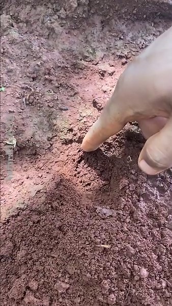 How to Collect Poisonous of ants to Catching Crickets in deep hole | NaturalLife IQ