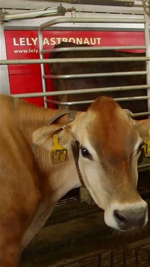 Happy Cows Are Productive Cows | Free Cow Traffic | Lely North America
