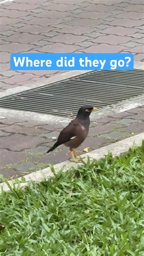 Why Spotting a Common Myna Isn’t So Common Anymore