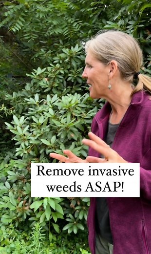 The overwhelming majority of properties I visit have at least one invasive plant and many people don't even realize they're there. If I had to estimate I would say 95%. Whenever possible, get weeds before they flower and the seeds blow around everywhere for you and your neighbors to contend with. That's how many of these things spread. Another way is birds eating the berries and then flying off somewhere else and pooping them out. This intervention is absolutely worth your time. This may not be 