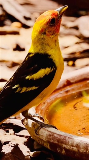 Western Tanager Beautiful Bird #arizona #wildbirds #yellowbird #cutebirds
