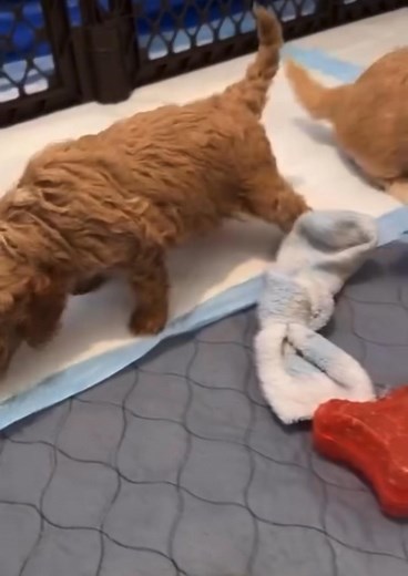 My whole heart ❤️ #cavapoopuppies | Maureen's adorable cavapoo puppies for rehoming and adoption